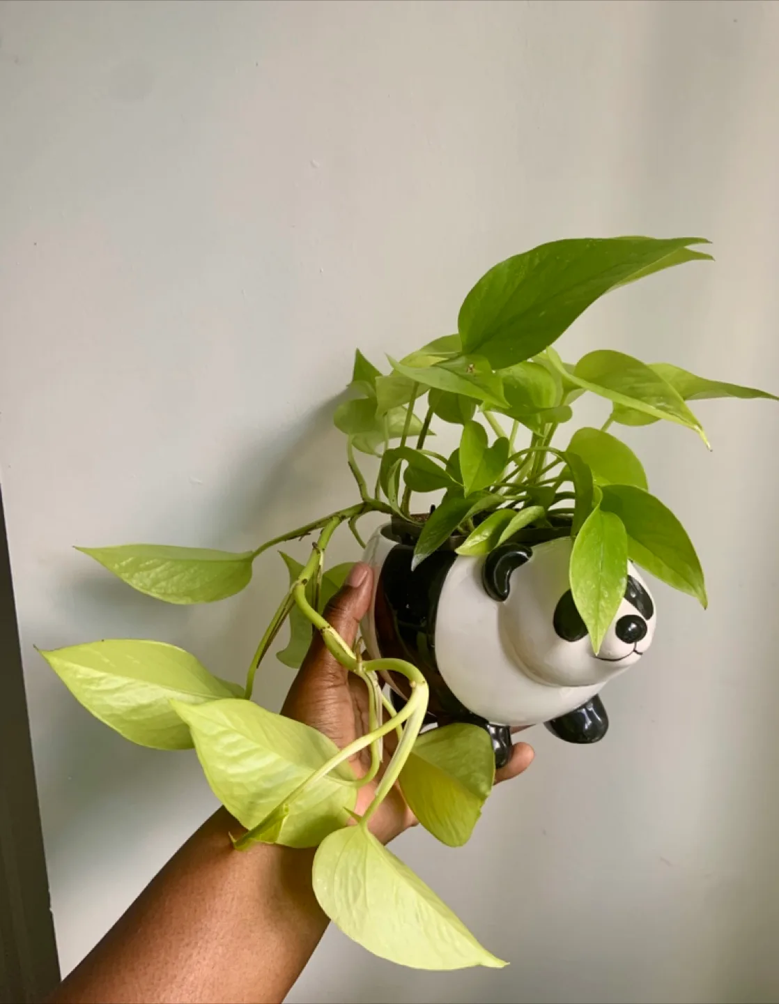Neon Pothos plant in Panda planter image indicator(2)
