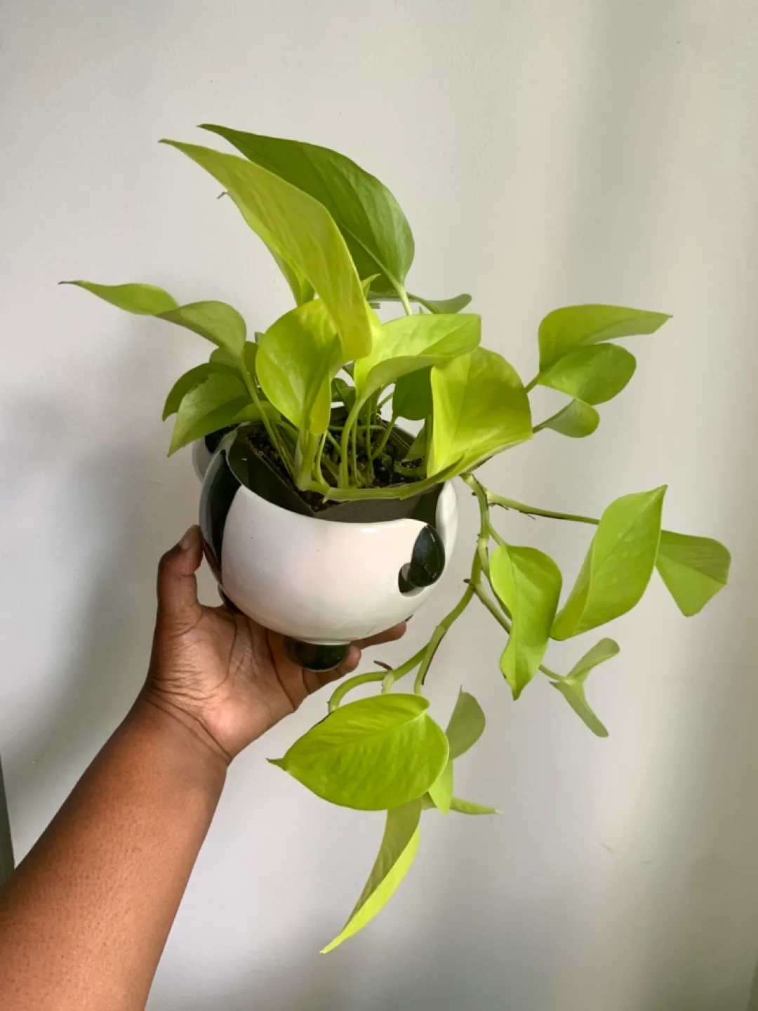 Neon Pothos plant in Panda planter image indicator(5)