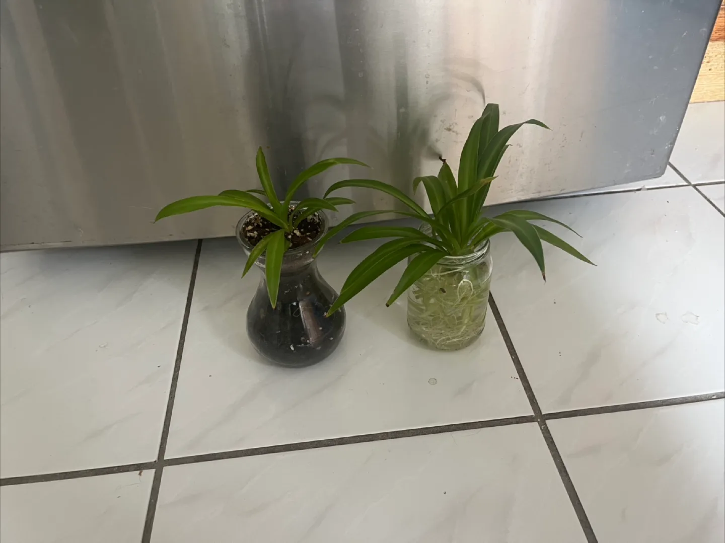 Spider Plant thumbnail