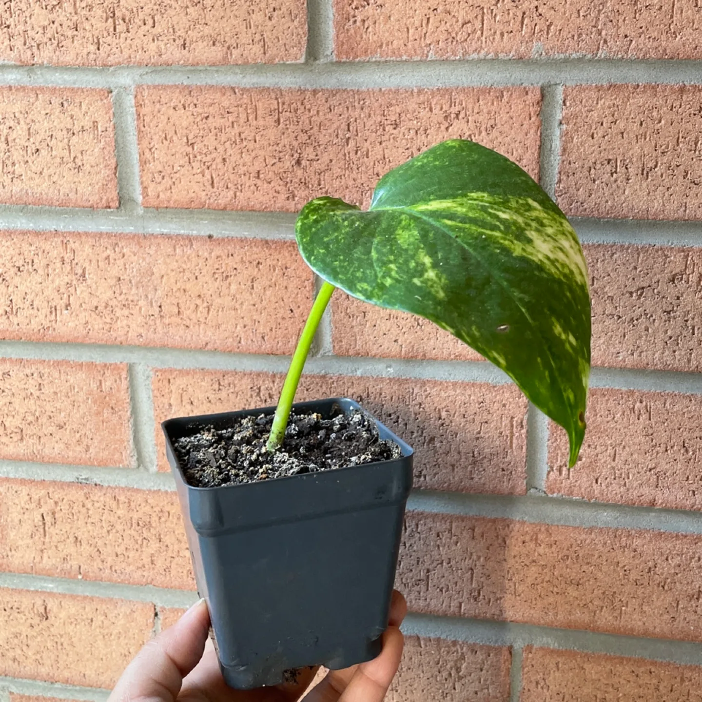 Golden pothos thumbnail
