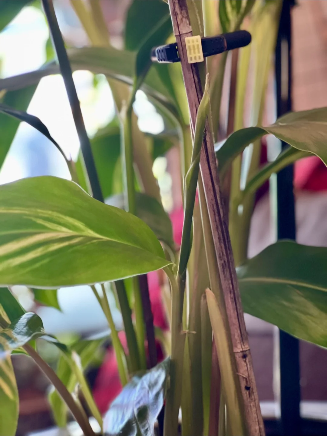 Stunning 4ft+ Shell Ginger in Beautiful Blue Pot 🪴 image indicator(4)