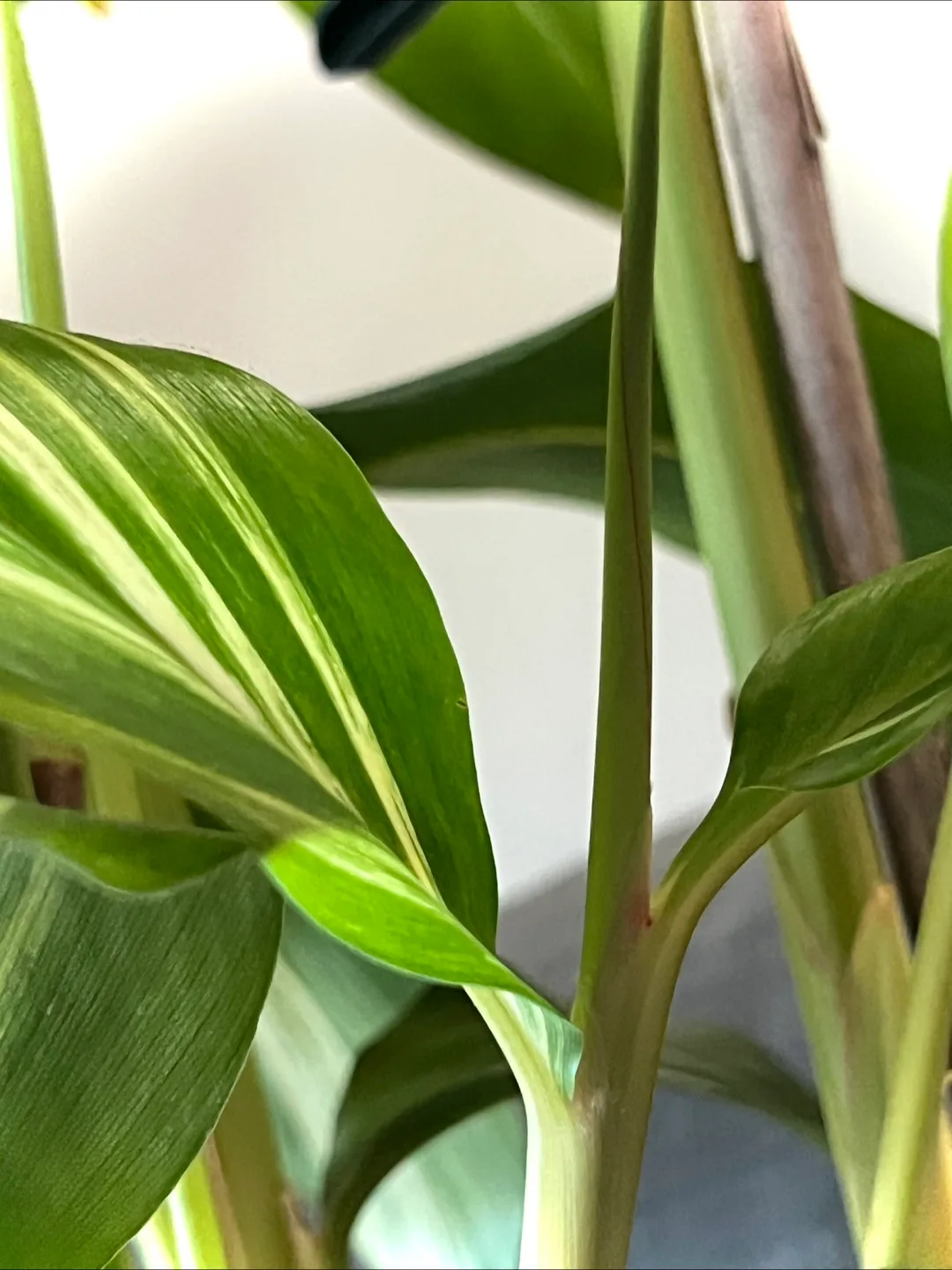 Stunning 4ft+ Shell Ginger in Beautiful Blue Pot 🪴 image indicator(5)