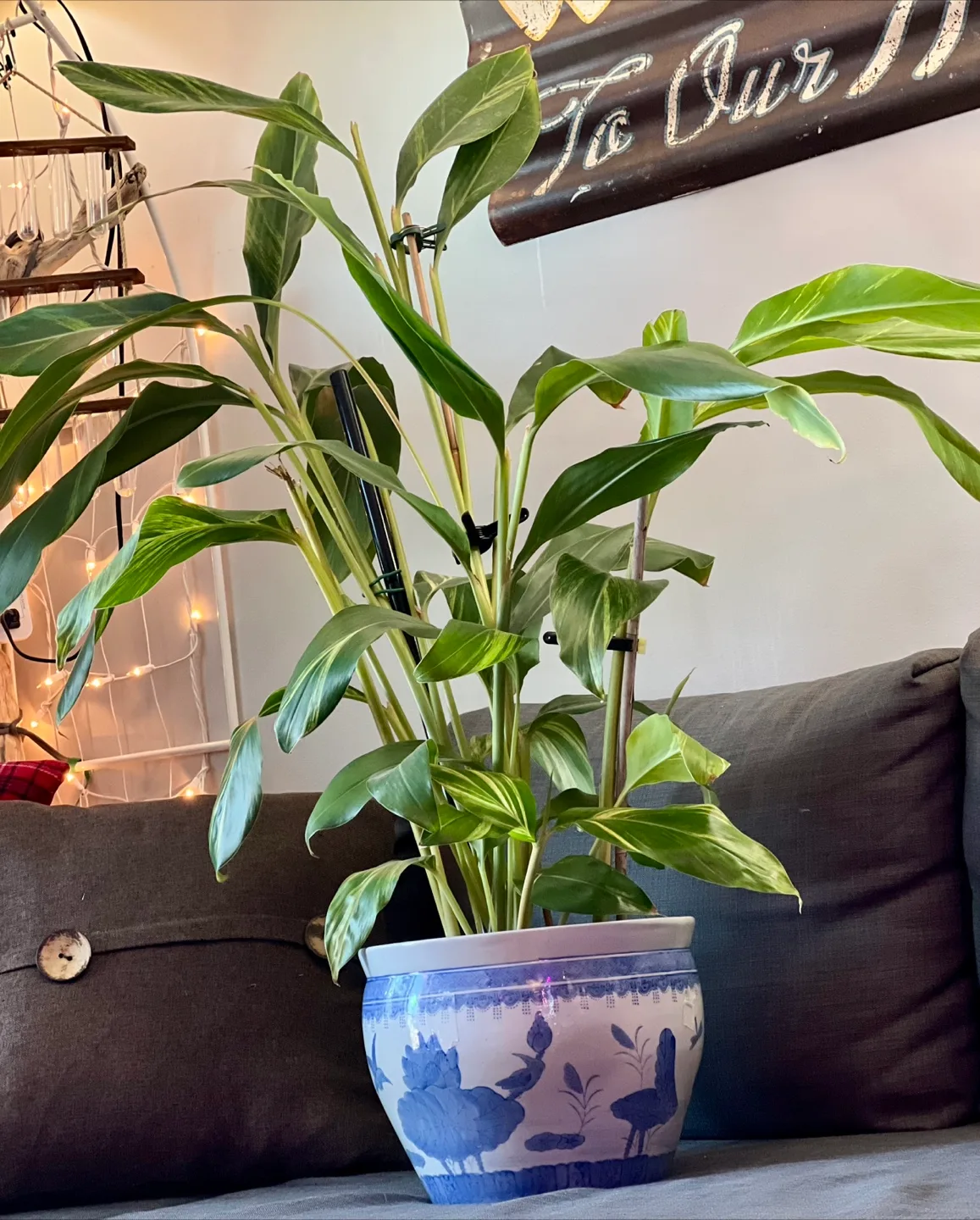 Stunning 4ft+ Shell Ginger in Beautiful Blue Pot 🪴 image indicator(2)