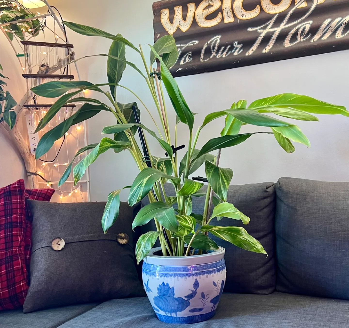 Stunning 4ft+ Shell Ginger in Beautiful Blue Pot 🪴 image indicator(3)