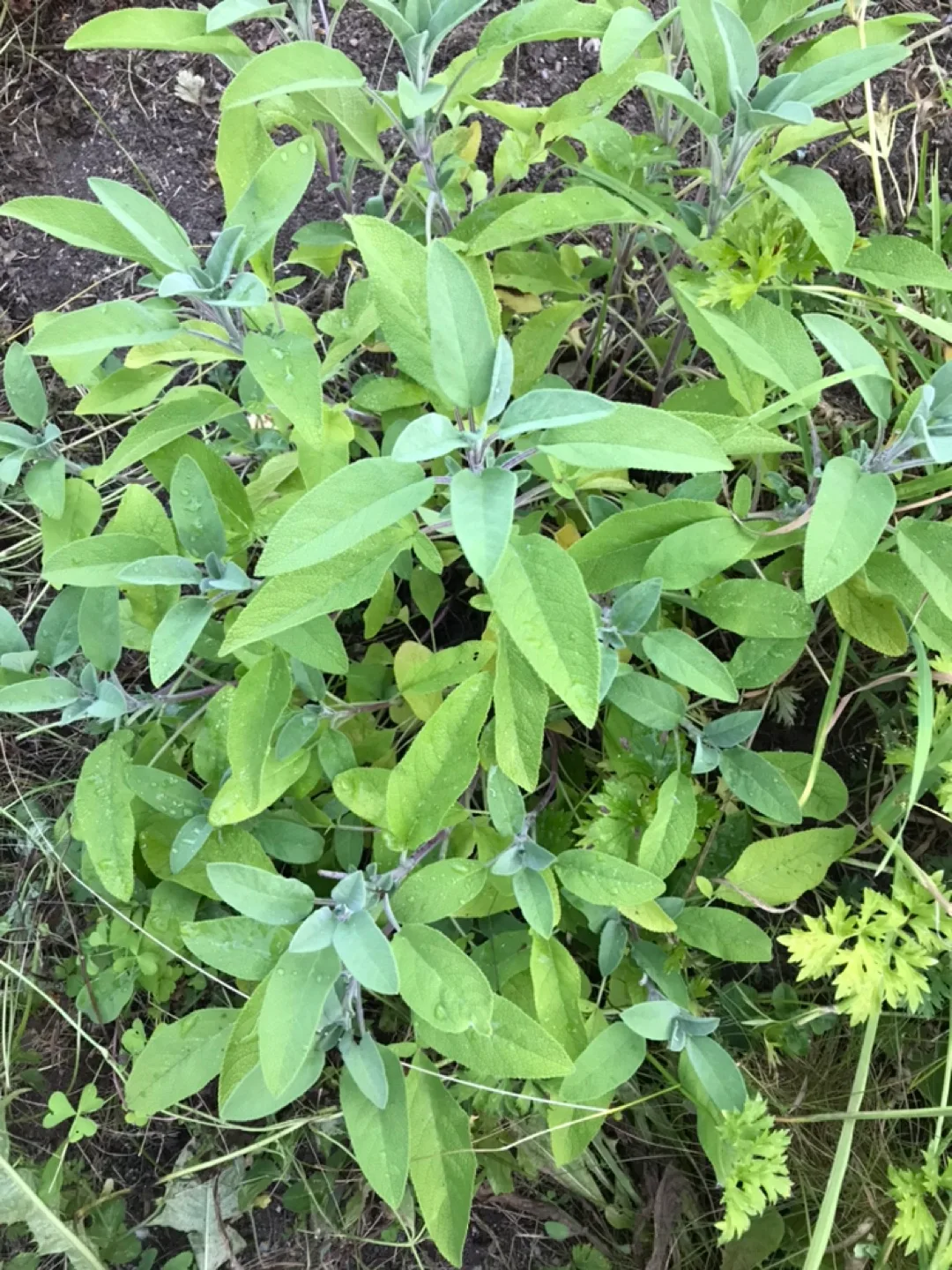 Fresh organic sage thumbnail