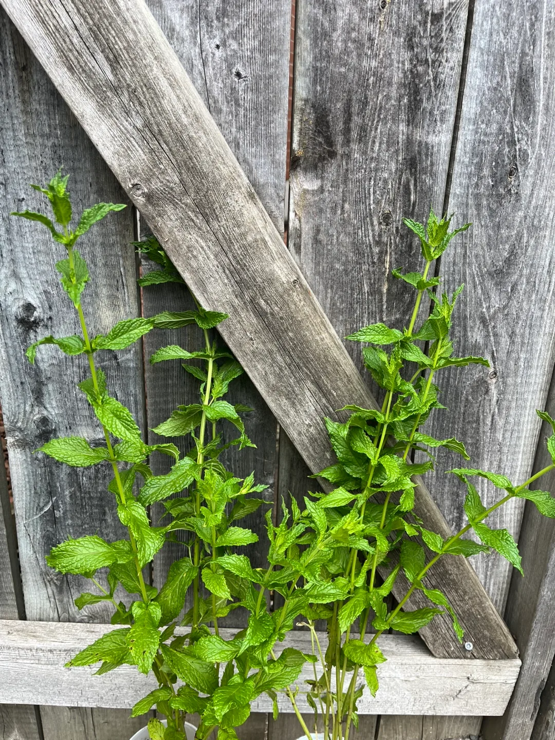 Mint plants thumbnail