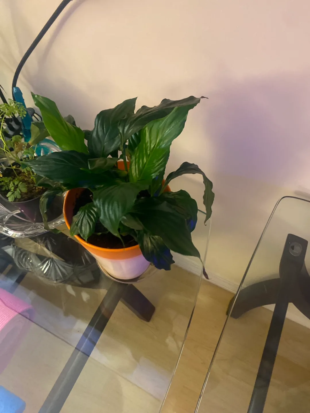 Peace Lily Plant image indicator(3)