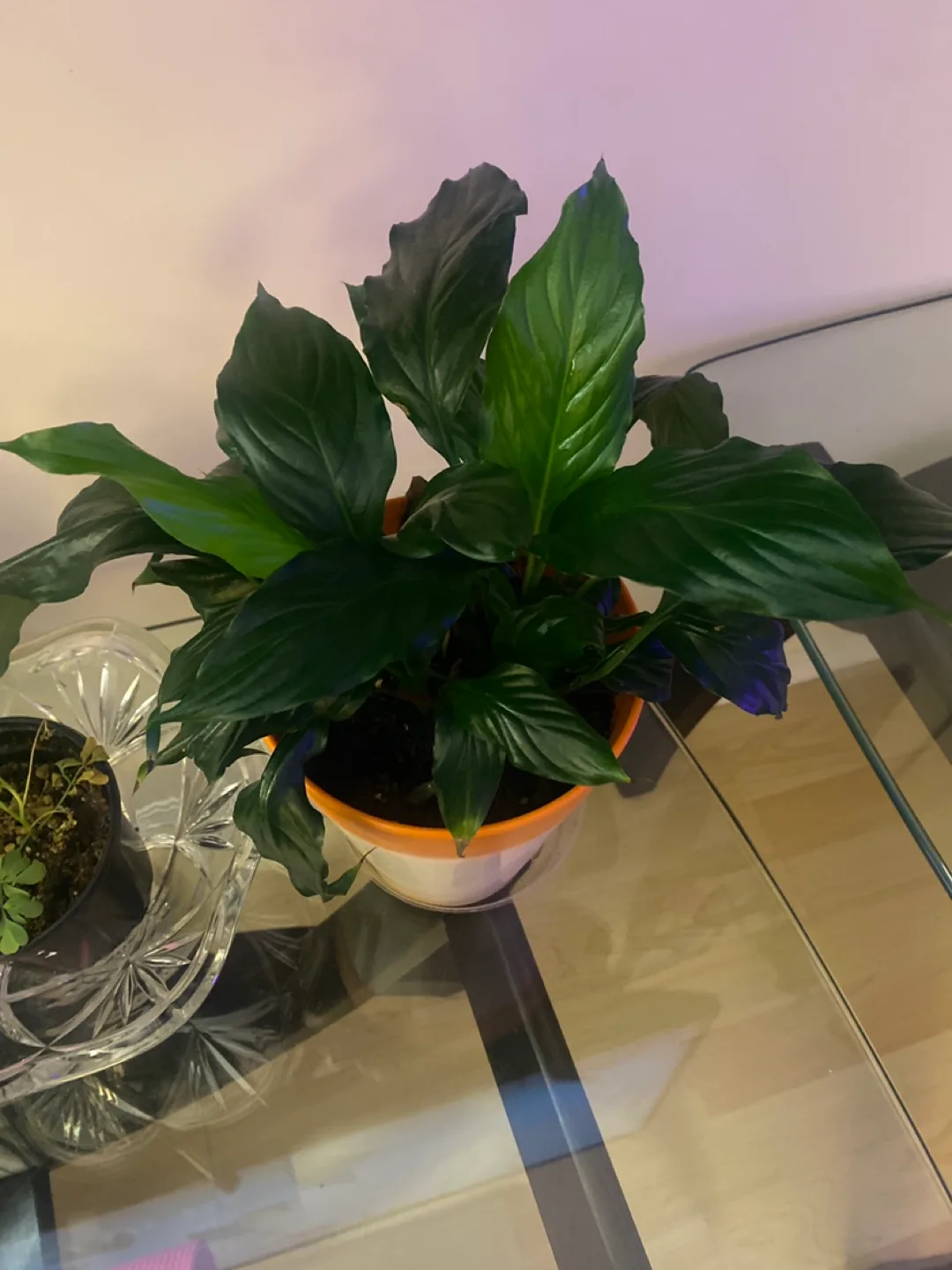 Peace Lily Plant image indicator(2)