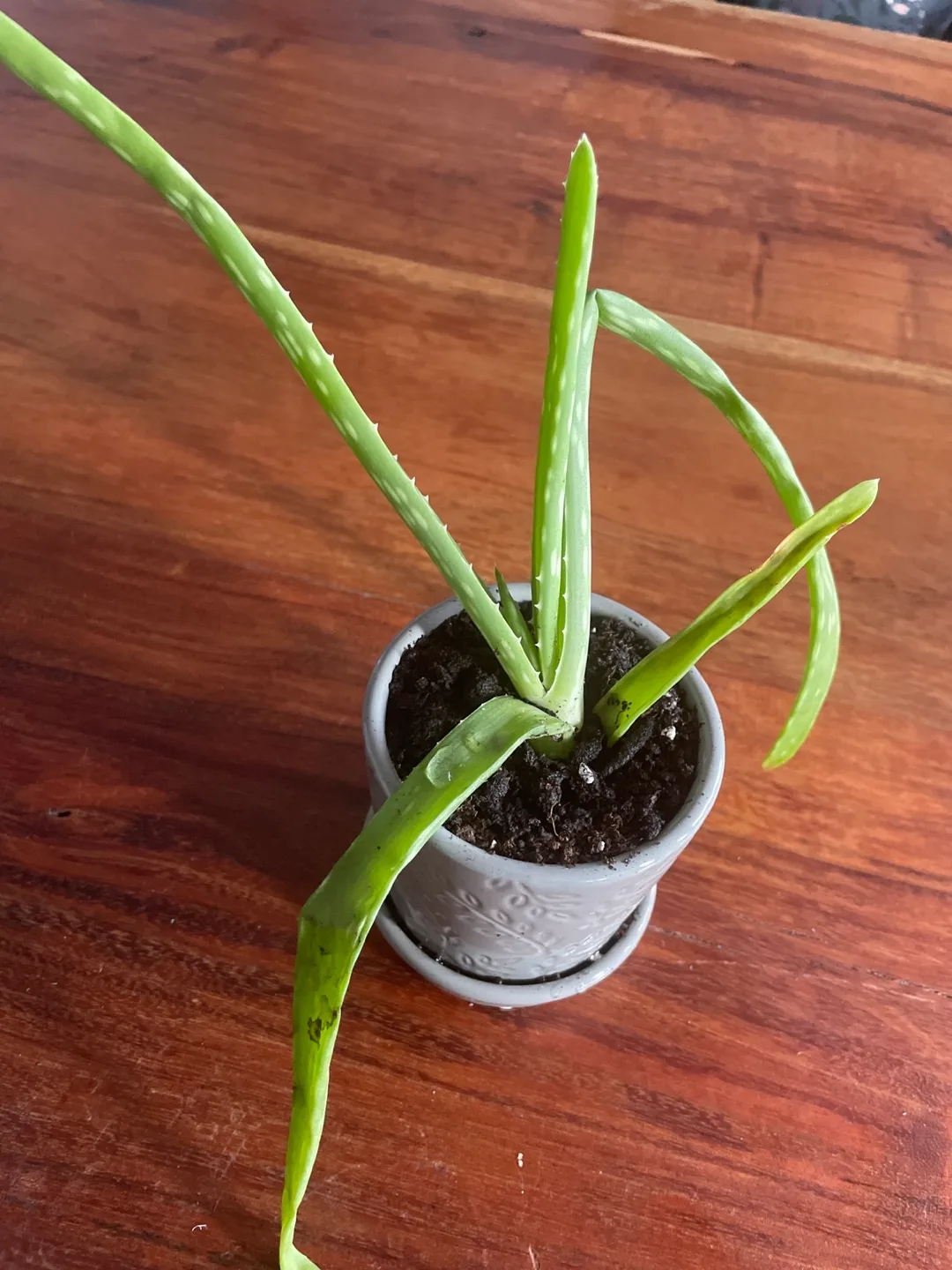 Potted Aloe Vera Plant image indicator(3)