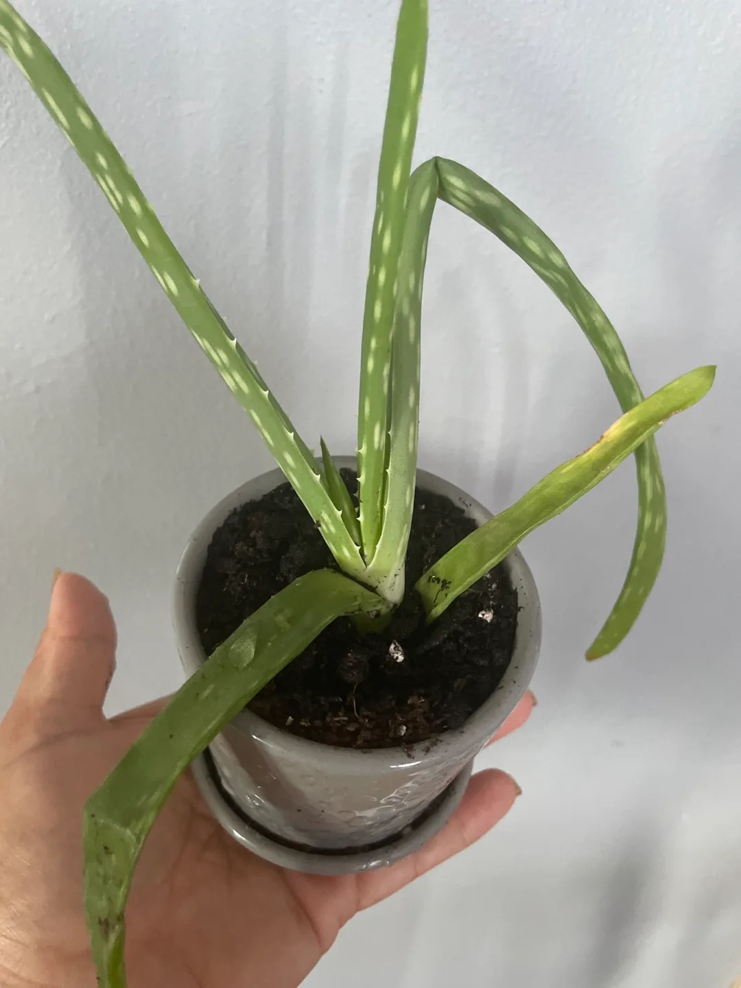 Potted Aloe Vera Plant image indicator(2)