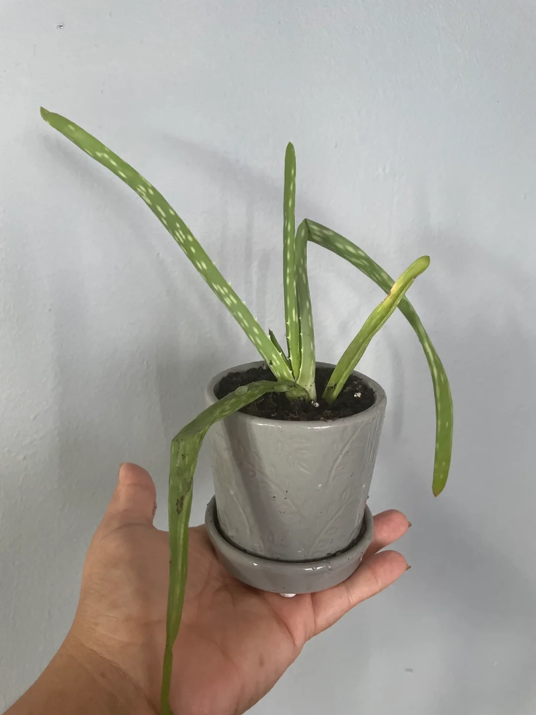 Potted Aloe Vera Plant thumbnail