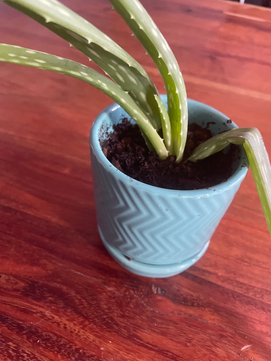 Aloe Vera Plant with Pot image indicator(2)