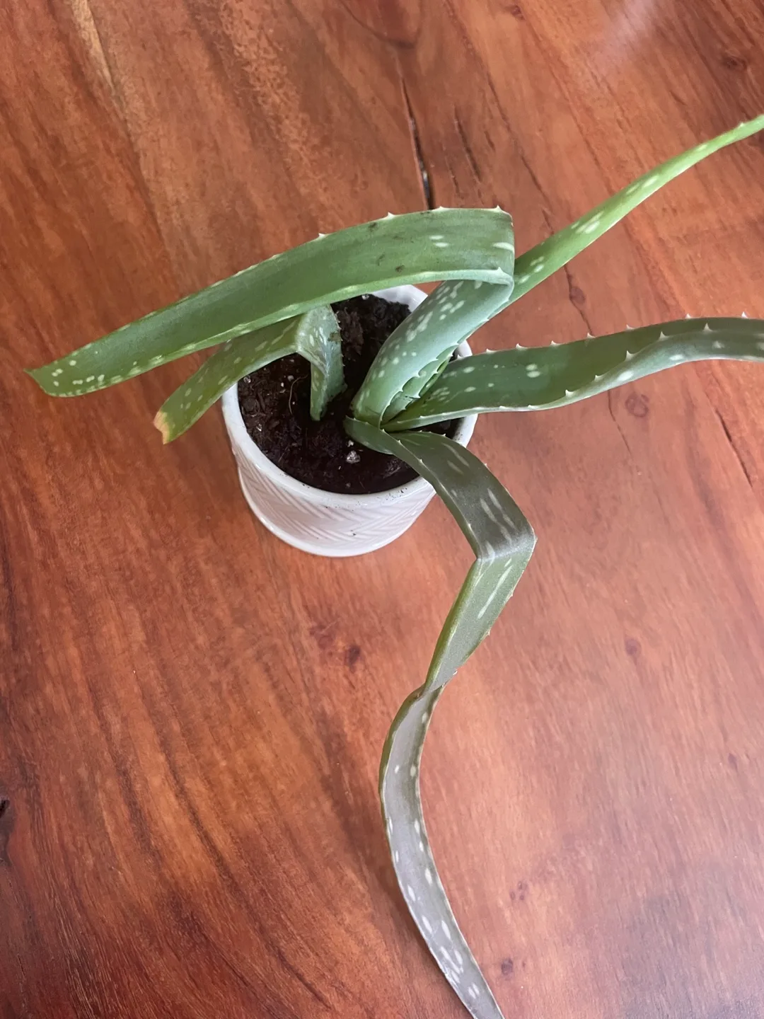 Aloe Vera Plant in Pot image indicator(3)