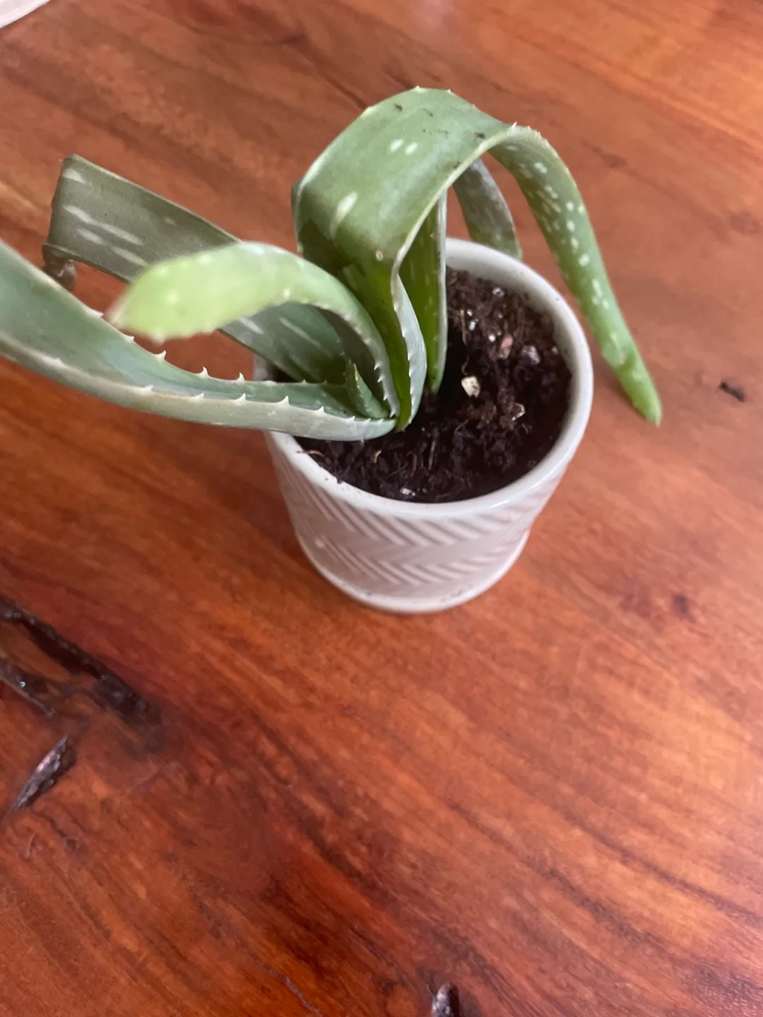 Aloe Vera Plant in Pot image indicator(2)