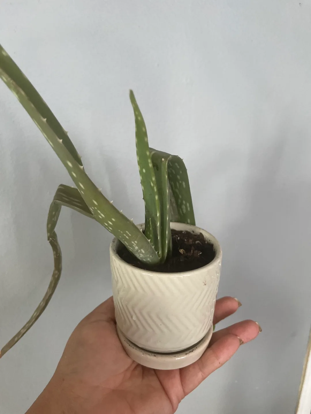 Aloe Vera Plant in Pot thumbnail