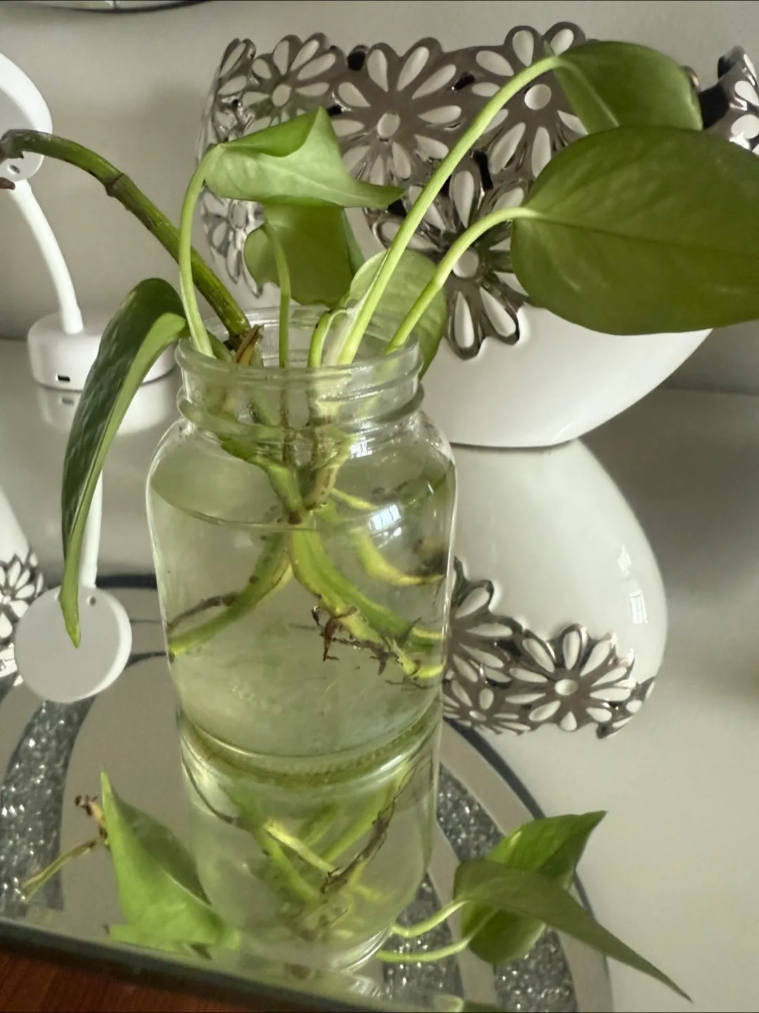 Potted Golden Pothos Plant 🇨🇦 image indicator(3)