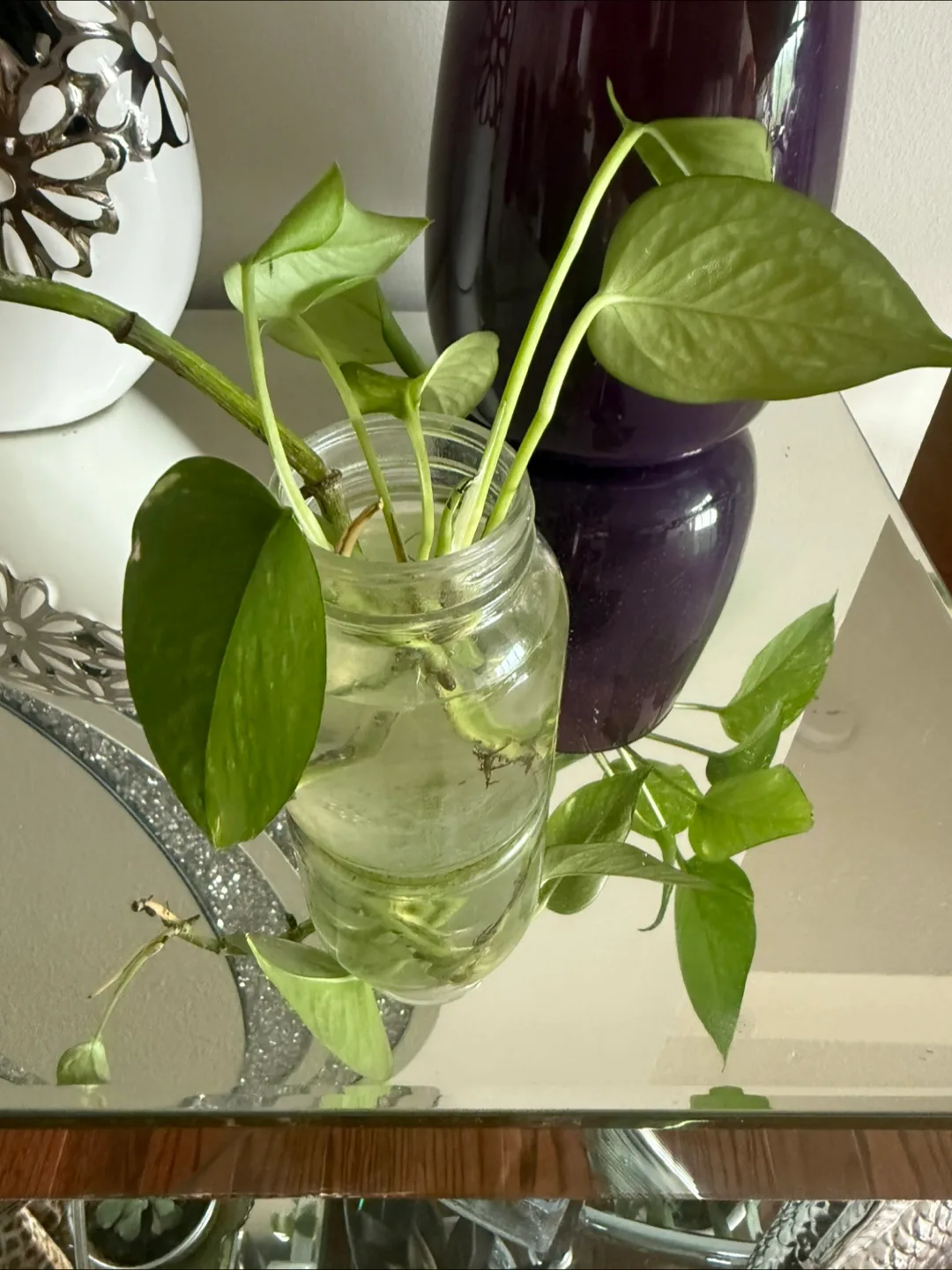 Potted Golden Pothos Plant 🇨🇦 thumbnail