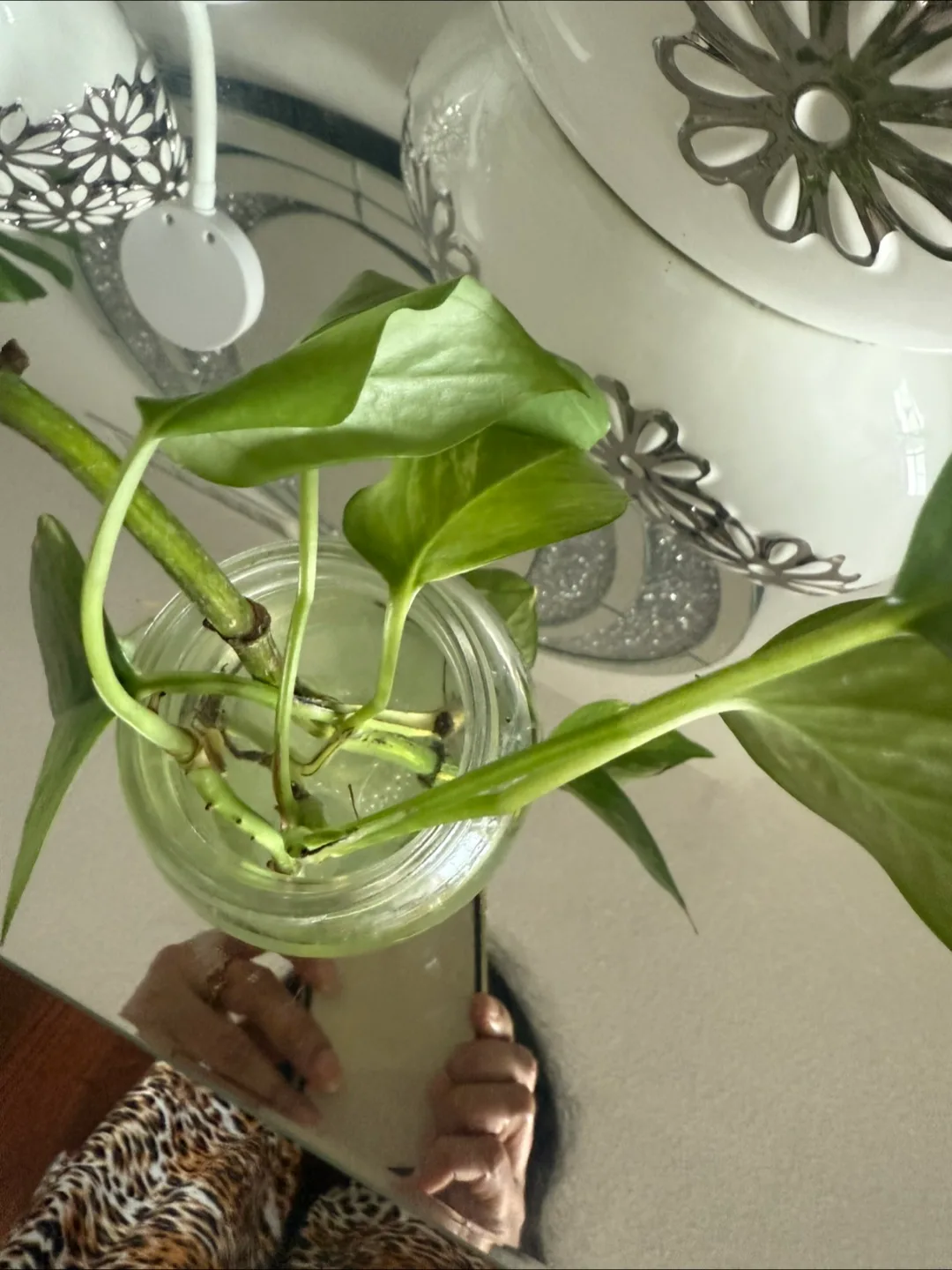 Potted Golden Pothos Plant 🇨🇦 image indicator(2)