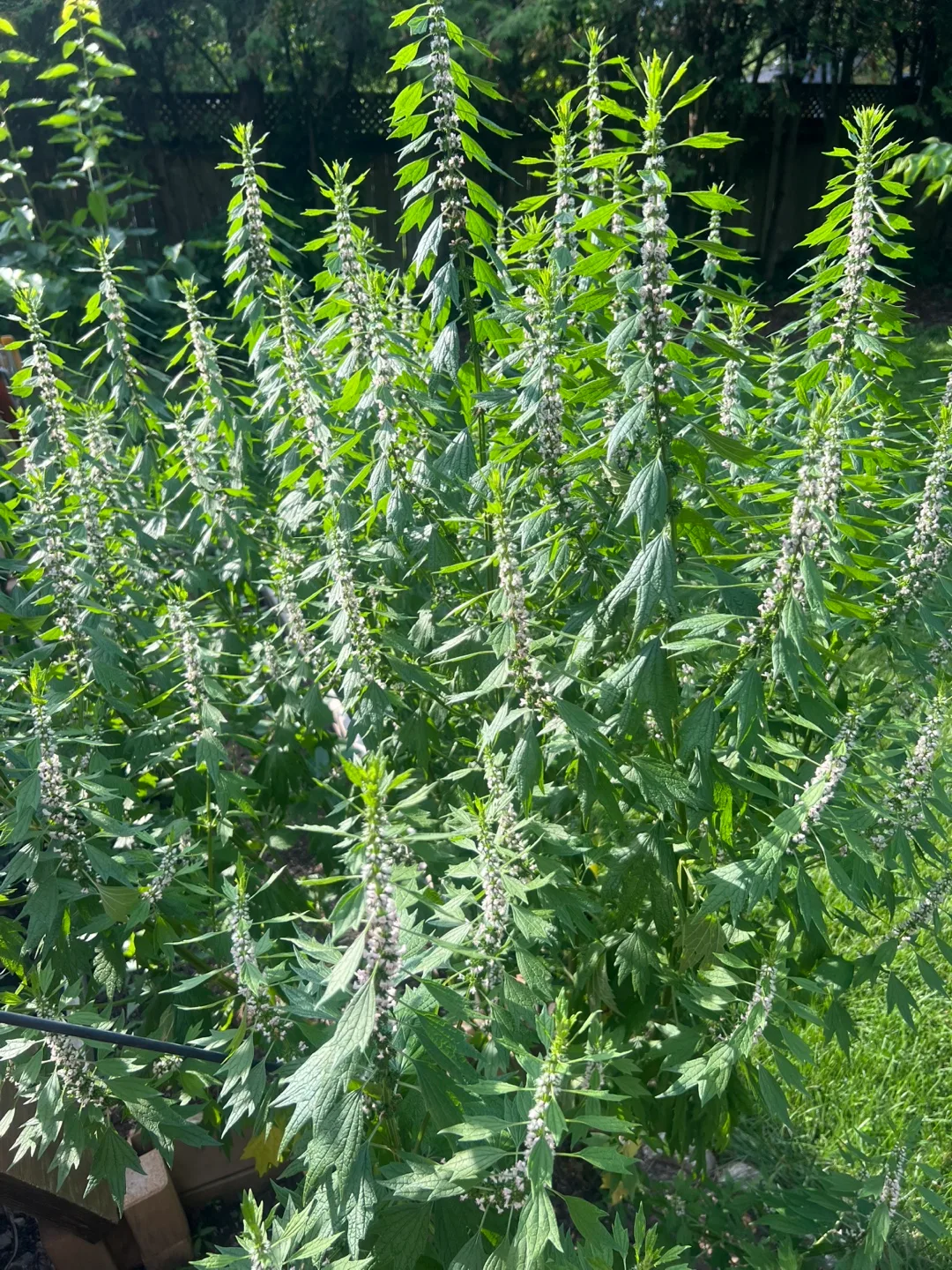 motherwort, I was told is Medicinal, feel free to cut some thumbnail