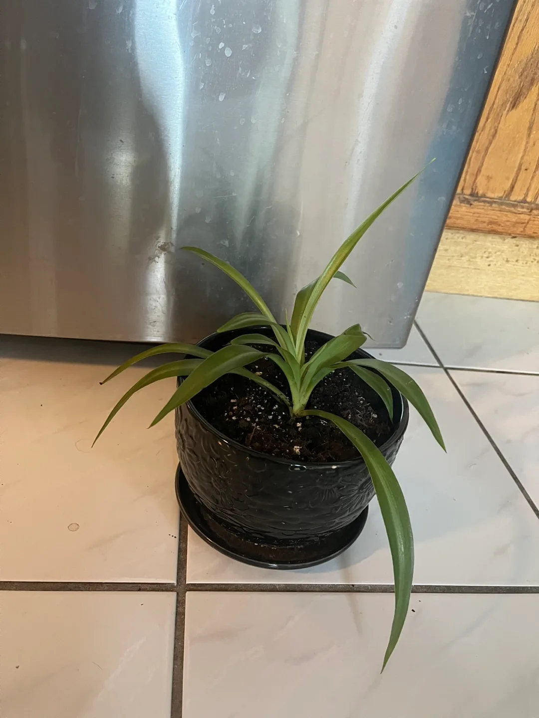 Spider Plant in Black Pot thumbnail