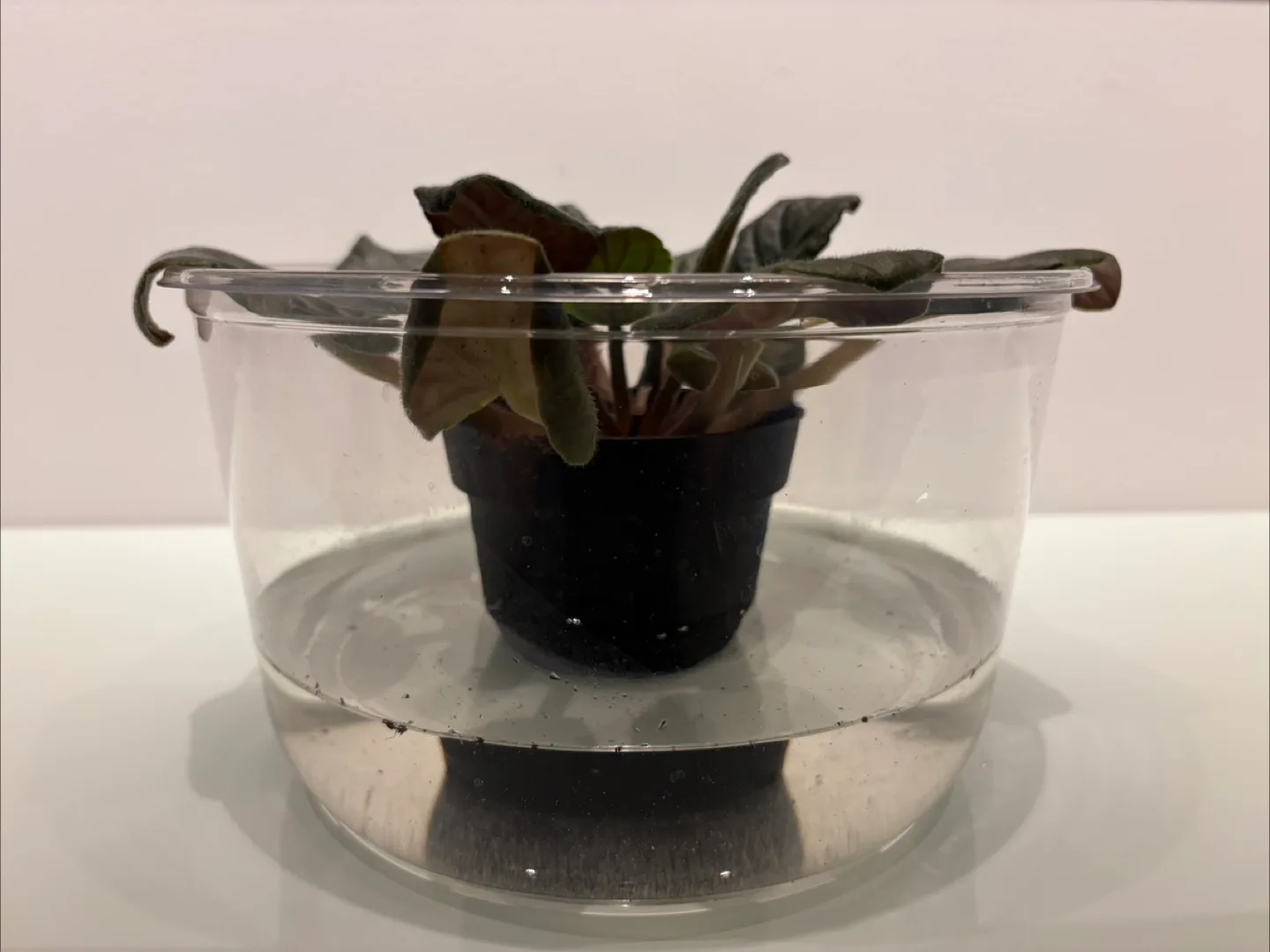 African Violet 4in Pot image indicator(2)