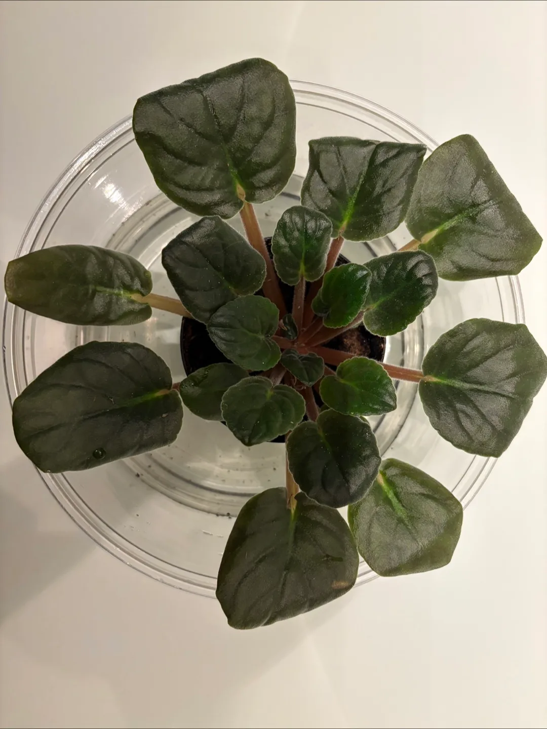 African Violet 4in Pot thumbnail