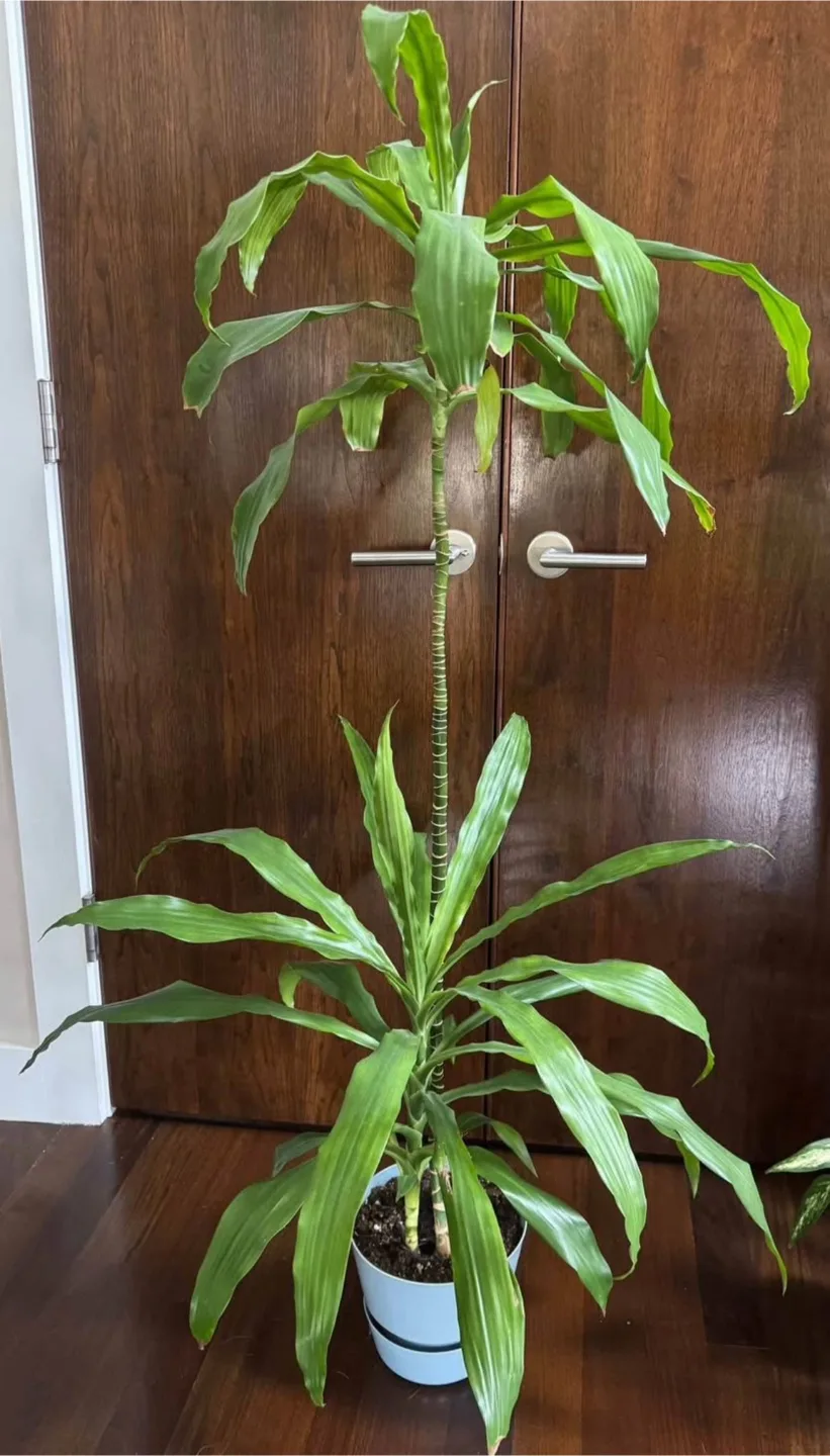 Plant thumbnail