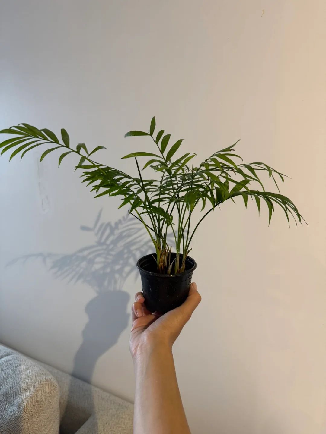 Parlour Palm Plant thumbnail