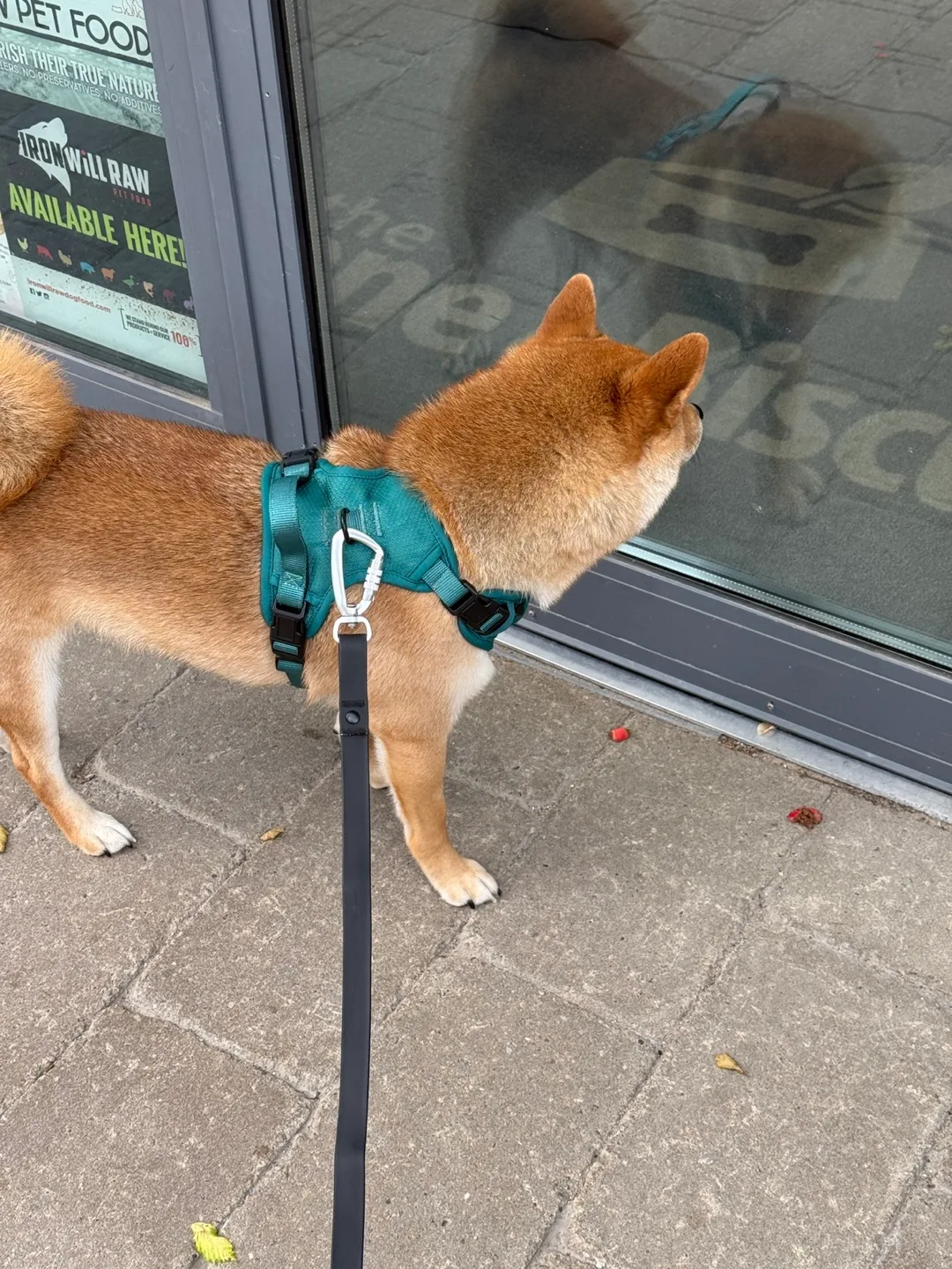 Peachy Dogs Classic 2.0 Harness image indicator(4)