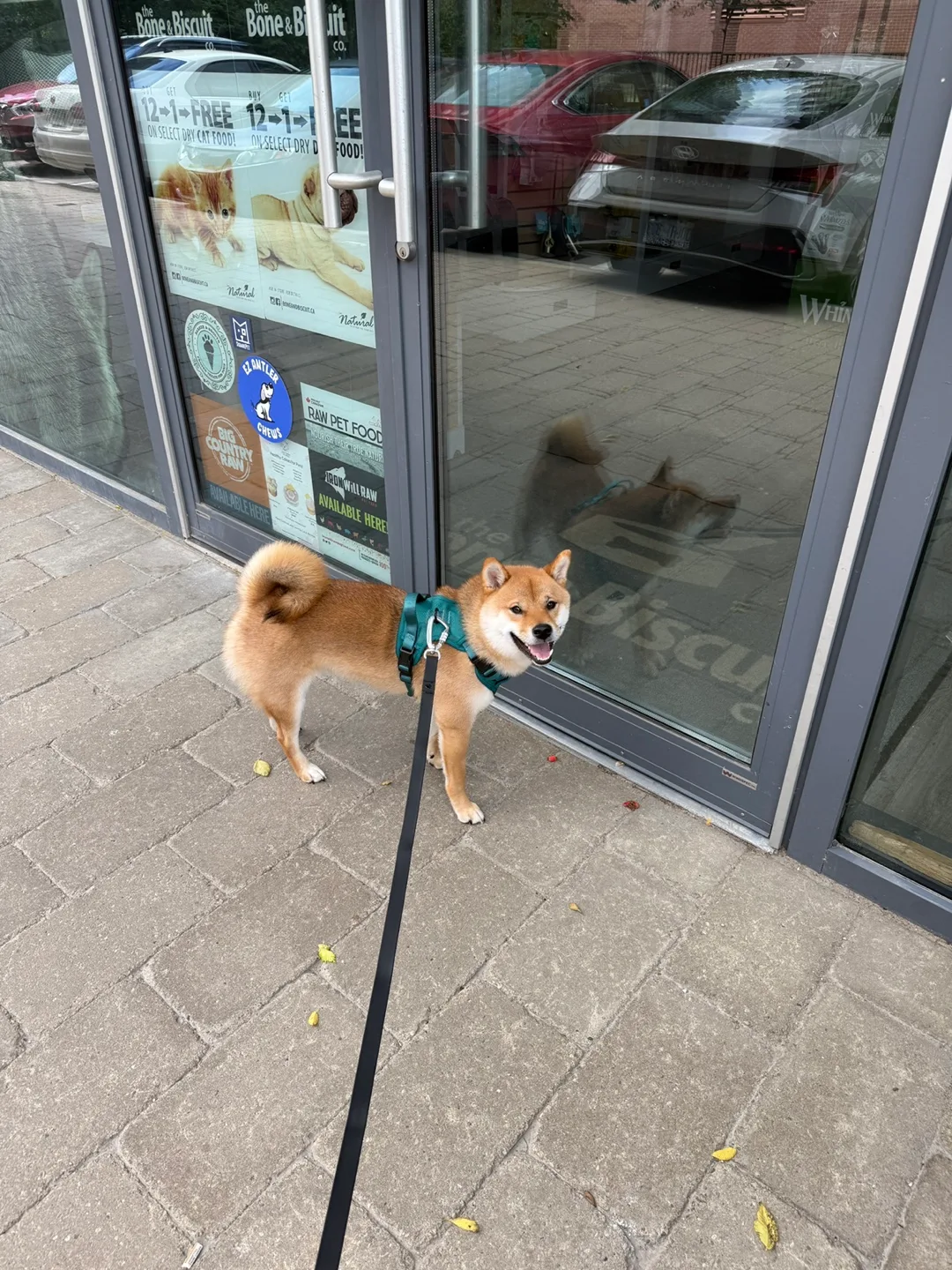 Peachy Dogs Classic 2.0 Harness image indicator(3)