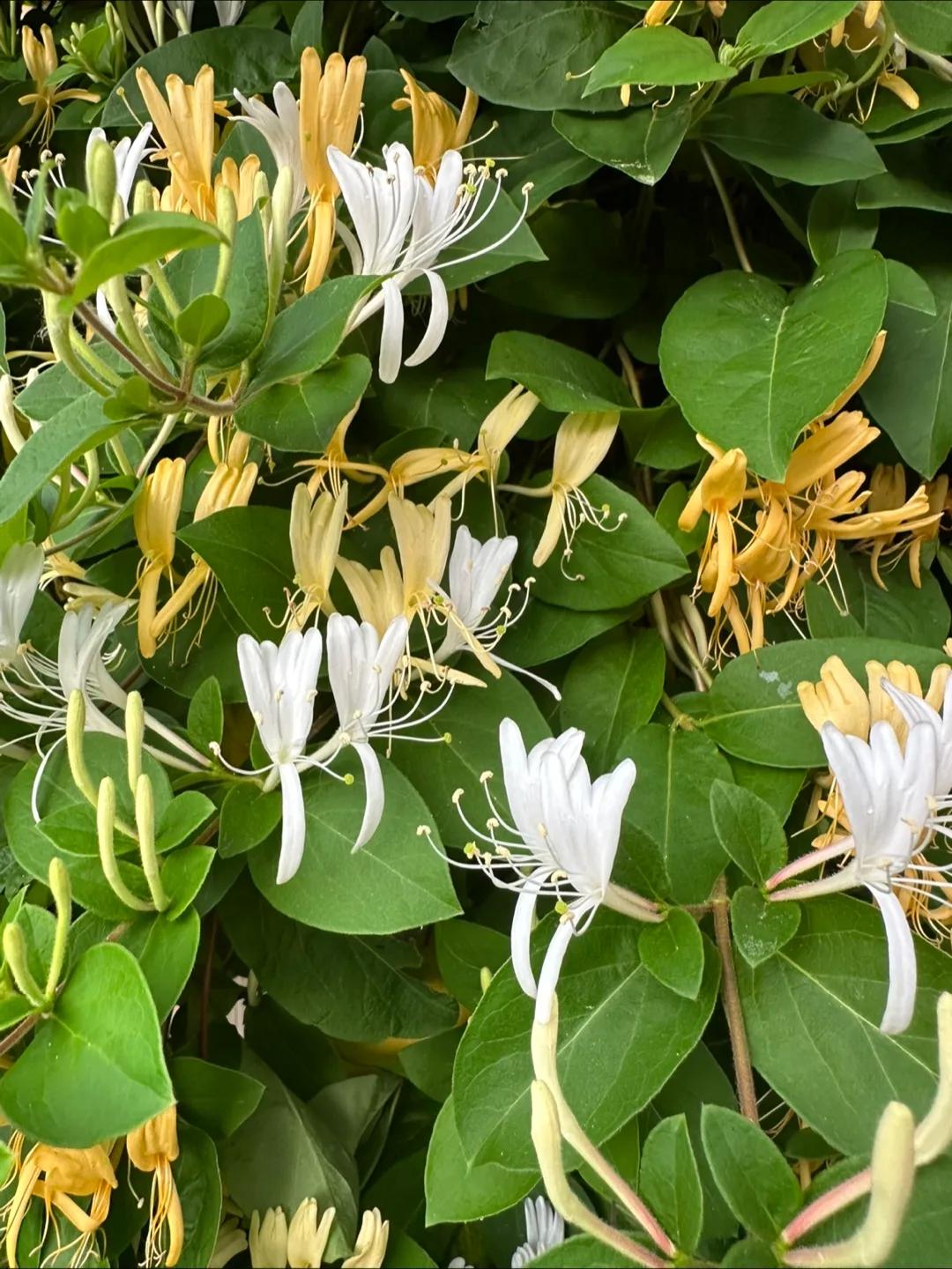 Fragrant Honeysuckle Plant thumbnail
