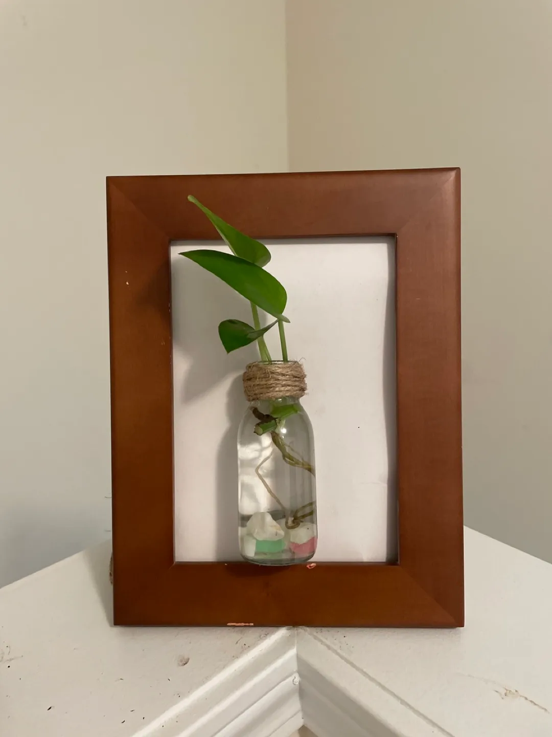 Pothos Propagate in glass bottle in Frame thumbnail