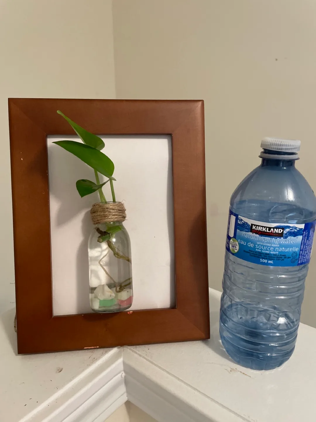 Pothos Propagate in glass bottle in Frame image indicator(3)