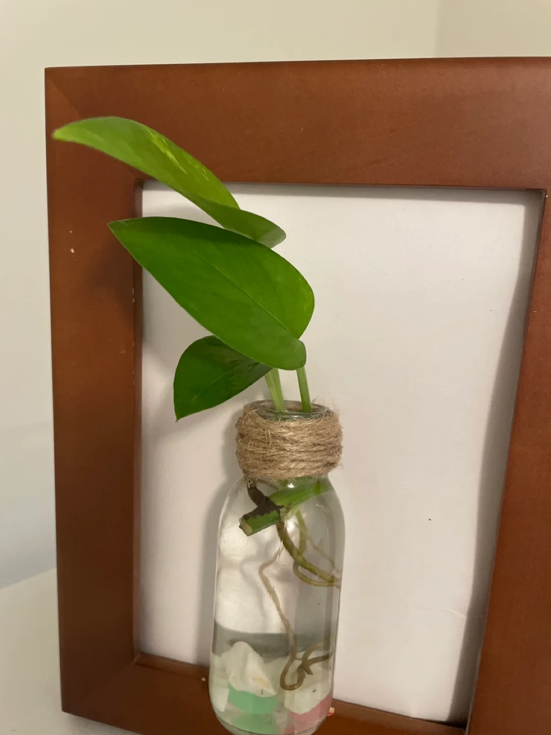 Pothos Propagate in glass bottle in Frame image indicator(2)
