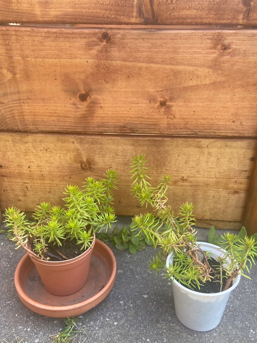 Potted Sedum Plants thumbnail