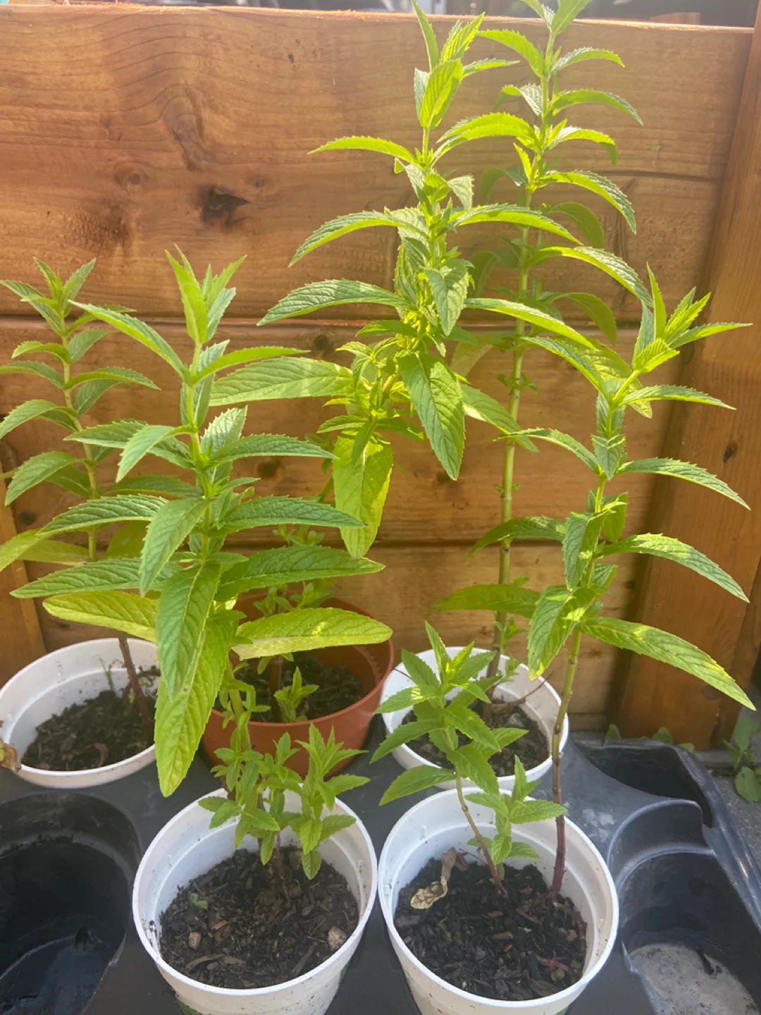 OG Mint Plants thumbnail