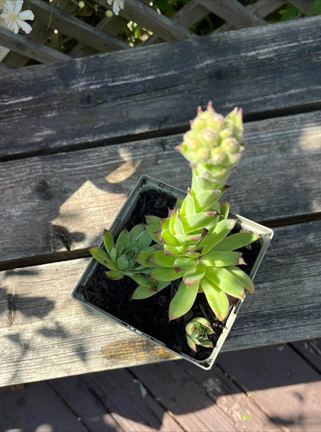Potted Hens and Chicks Succulent thumbnail