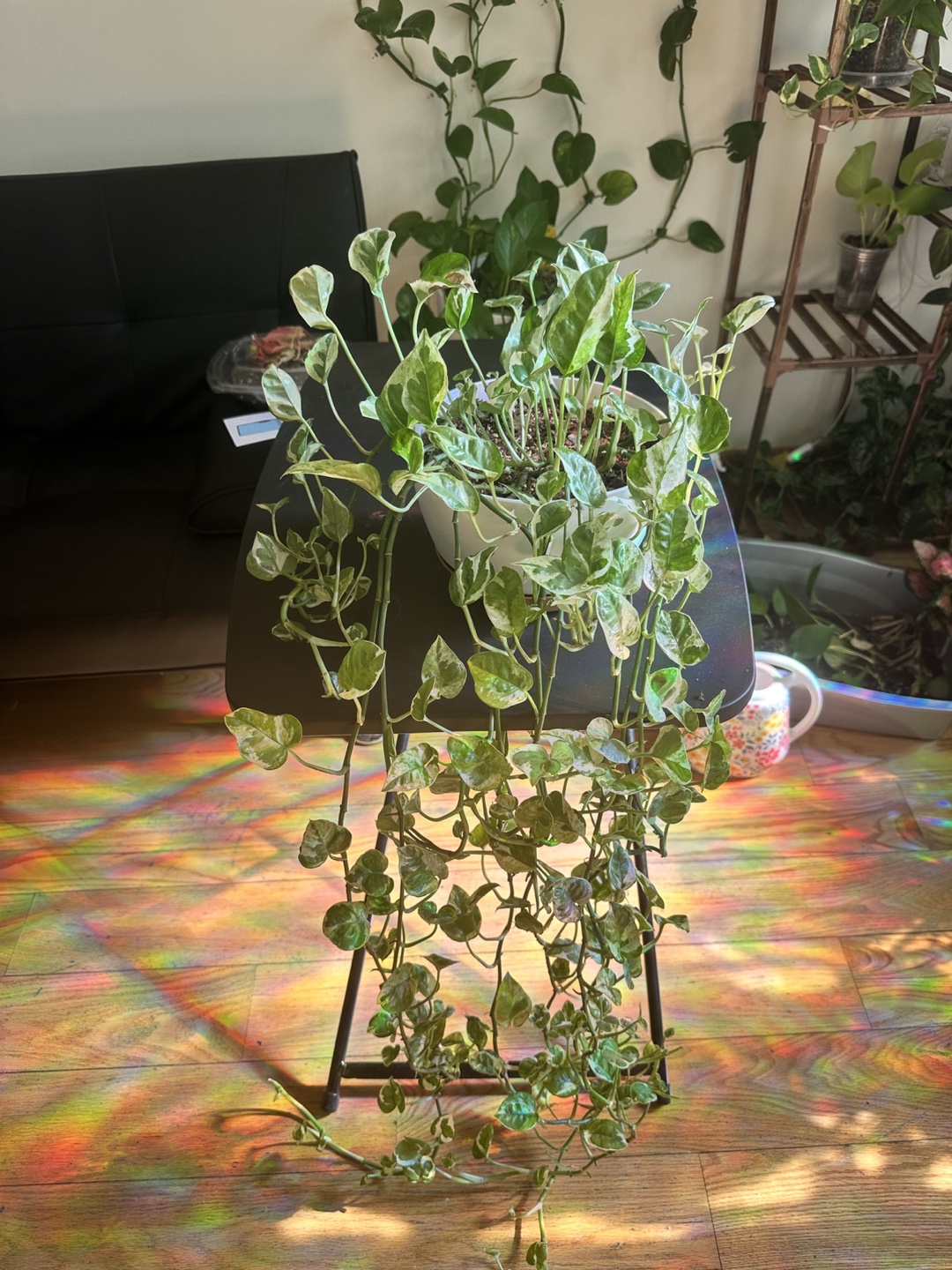 Pearls n Jade Pothos Plant