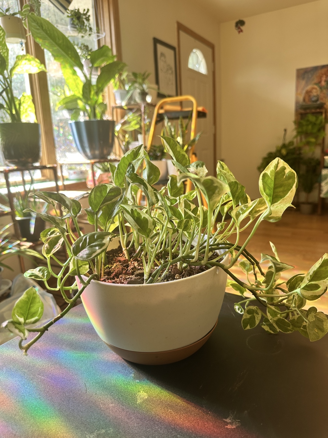 Pearls n Jade Pothos Plant - photo 3