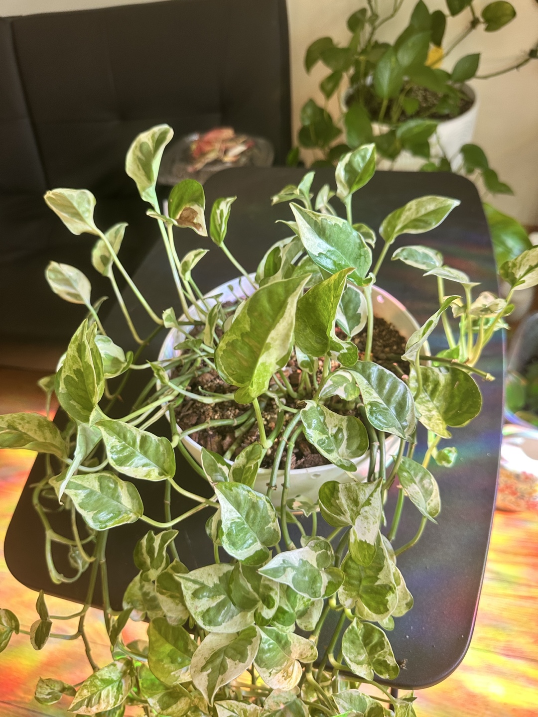 Pearls n Jade Pothos Plant - photo 2