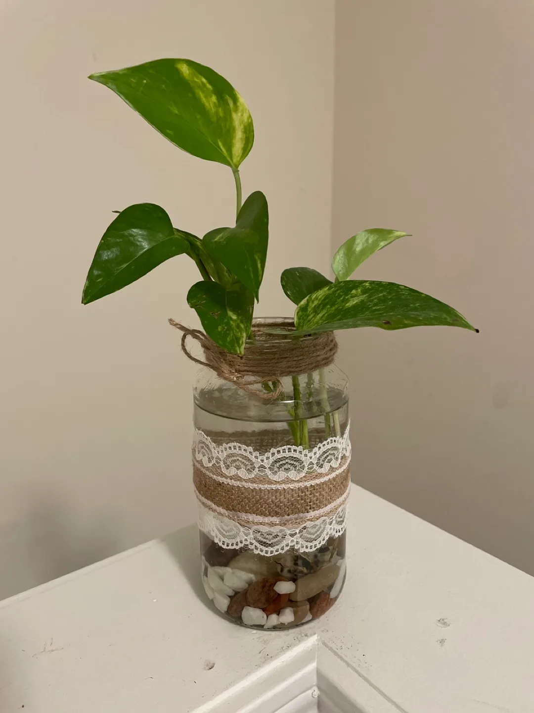 Water propagation Pothos Plant in Decorated Jar thumbnail