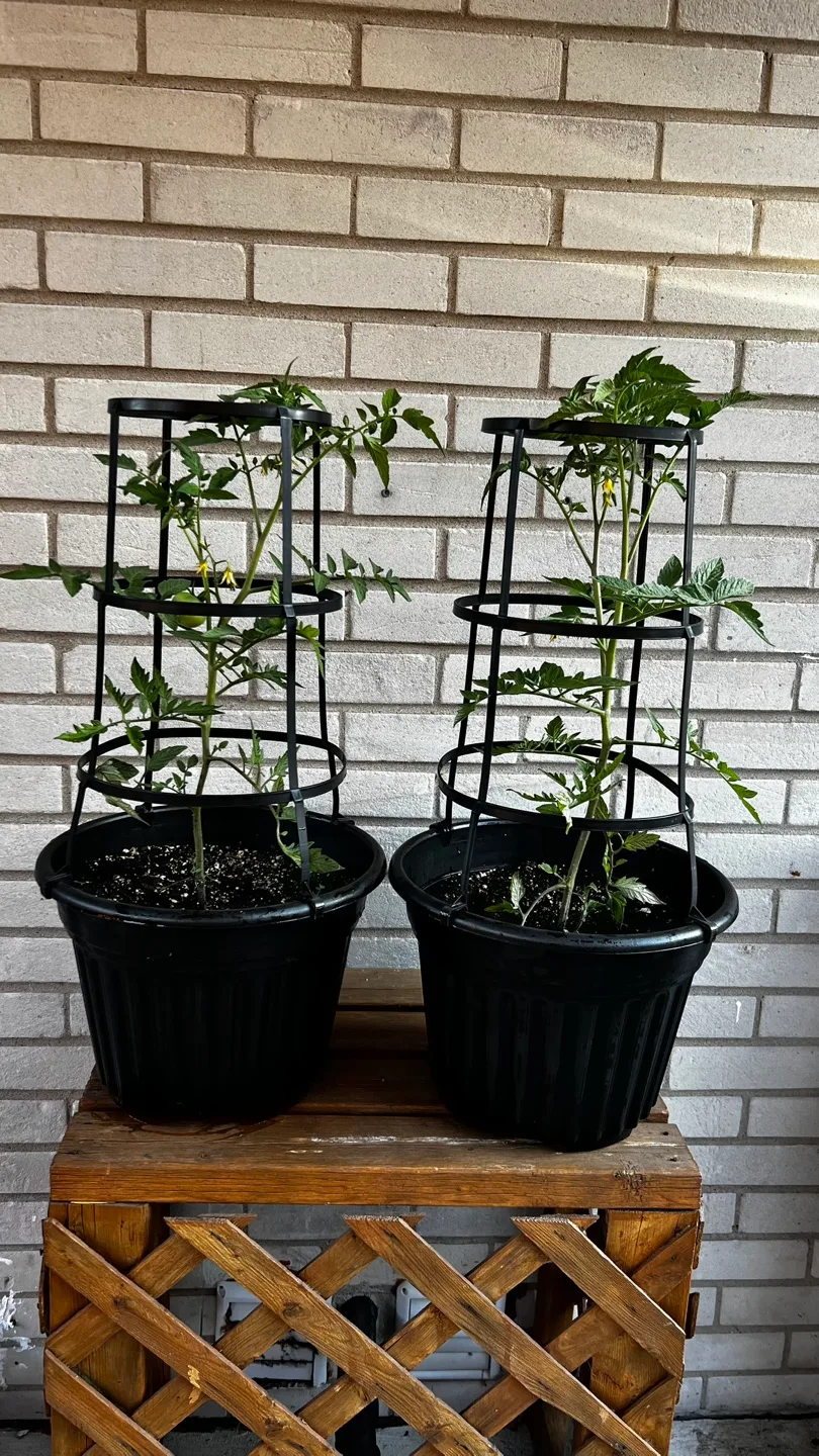 Tomato Plants in Black Pots with Cages thumbnail