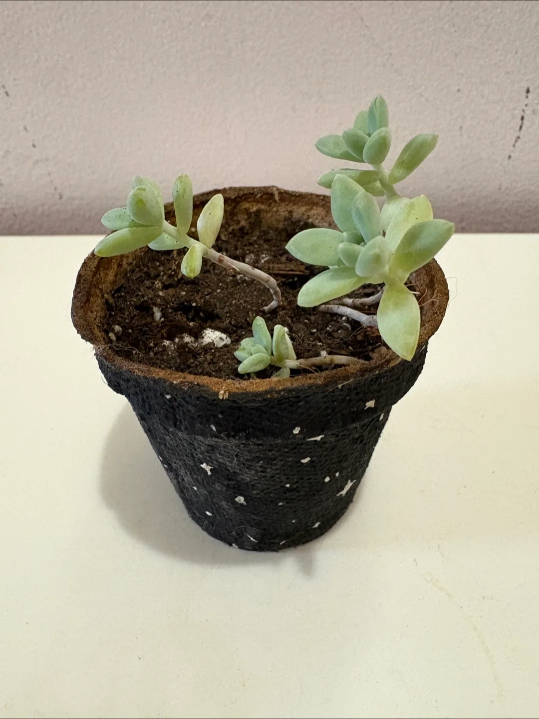 Succulent 2.5in Painted Pot thumbnail