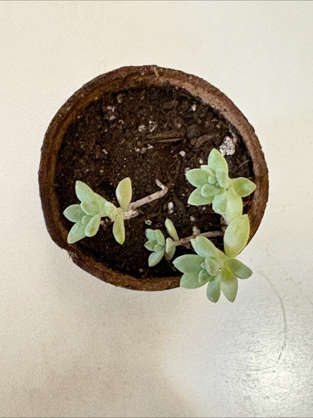 Succulent 2.5in Painted Pot image indicator(2)