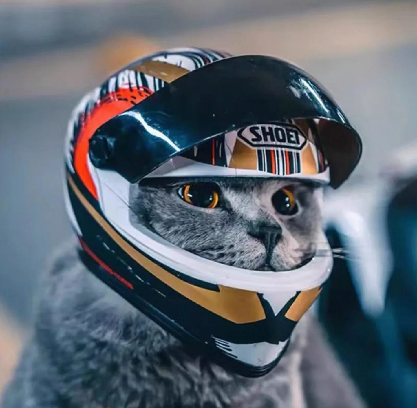 Novelty Motorcycle/Pet Helmet thumbnail