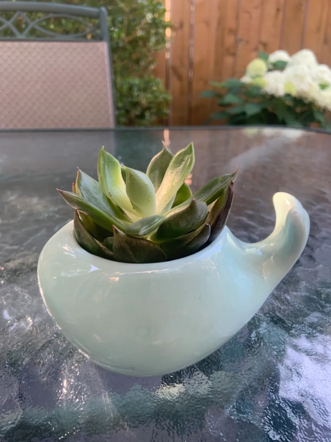 Succulent in Whale Shaped Pot thumbnail
