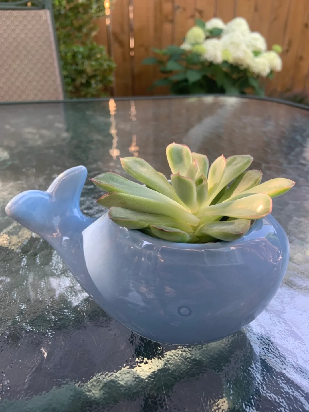 Cute Whale Succulent Planter - Blue thumbnail