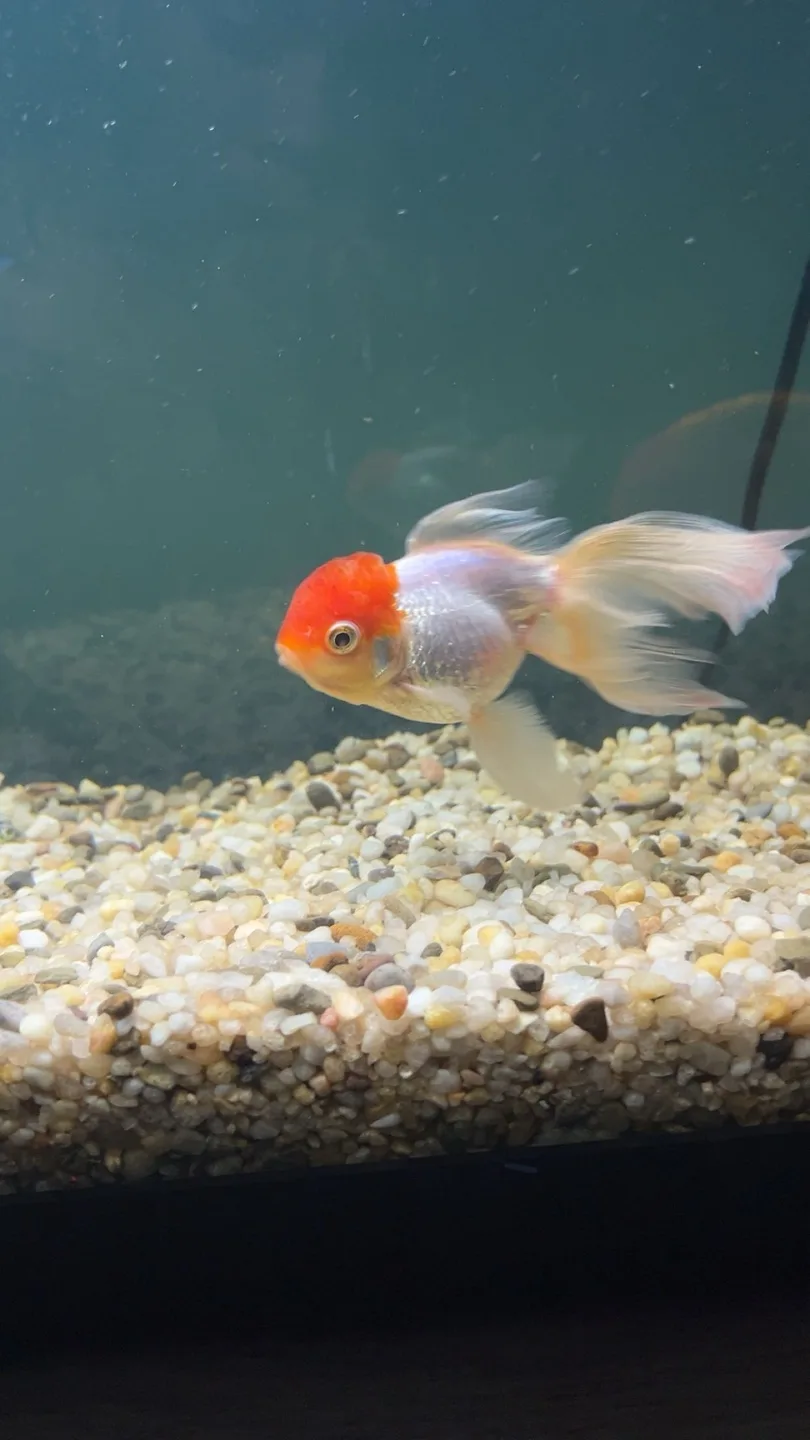 Oranda goldfish thumbnail