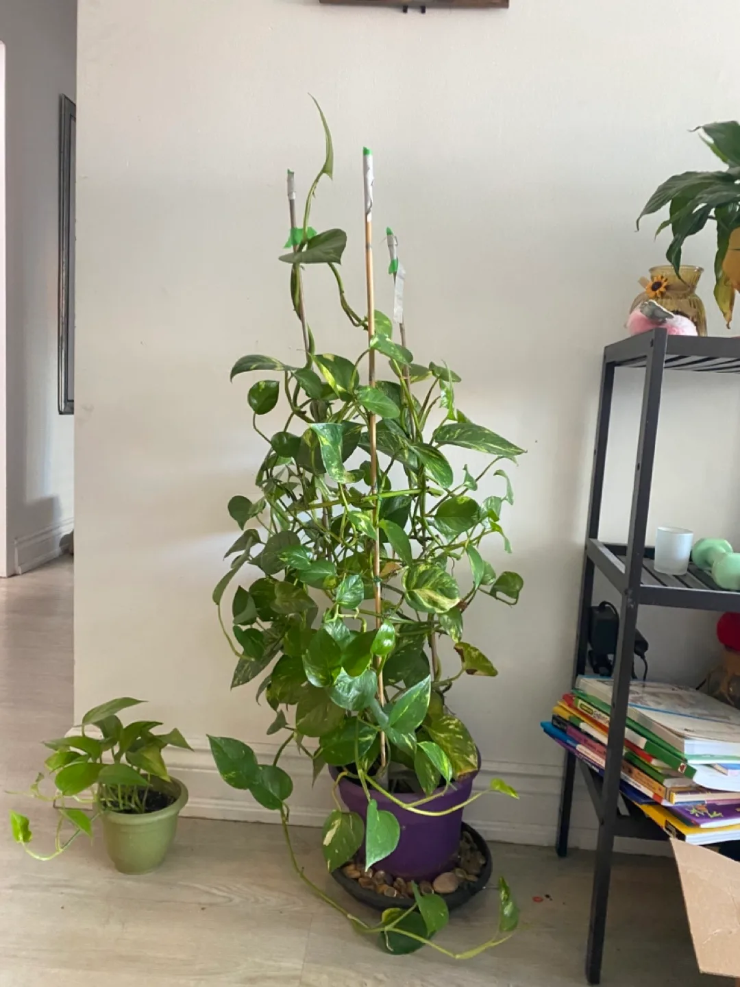 Pothos Plant thumbnail