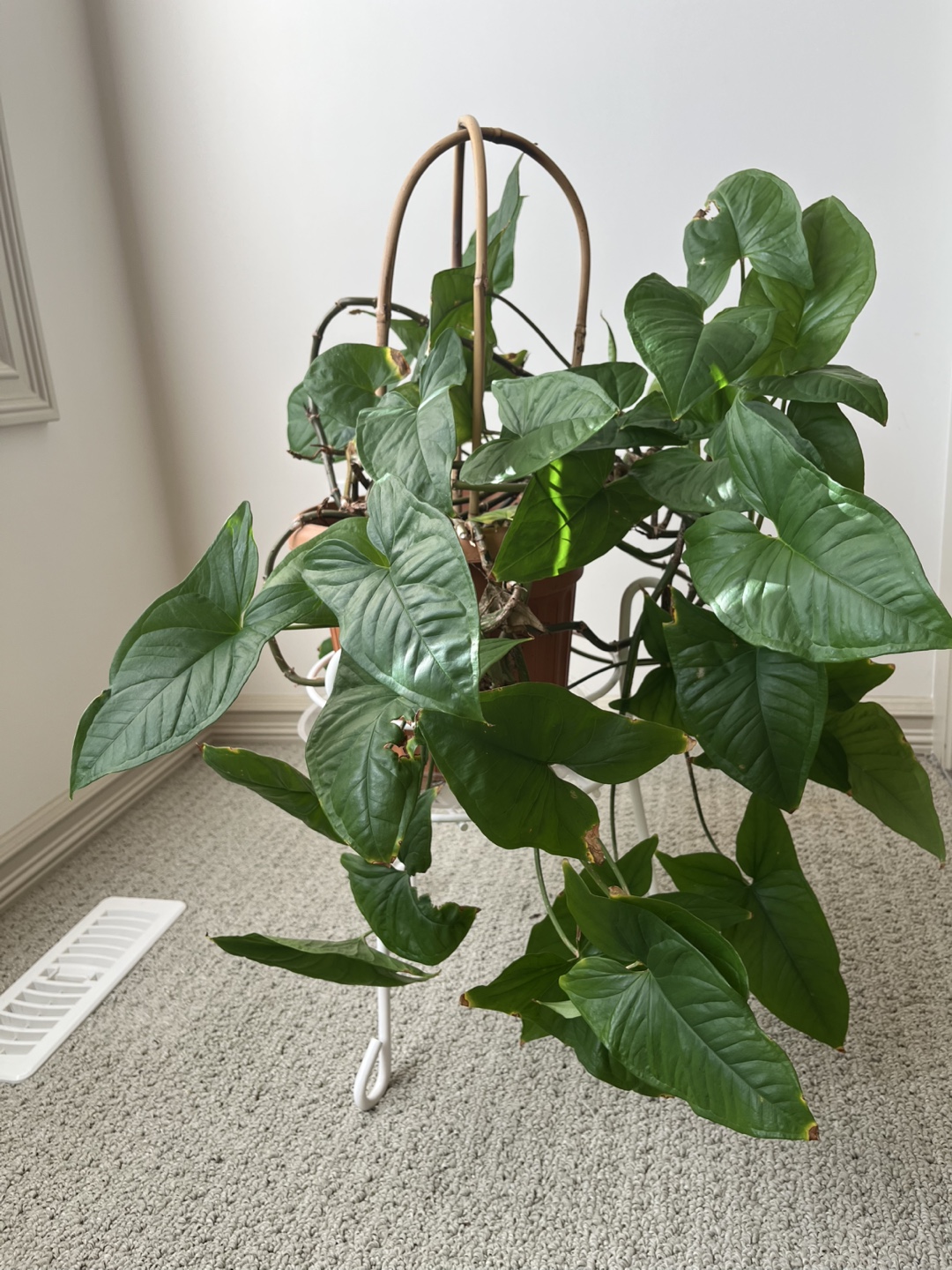 Syngonium Podophyllum Plant
